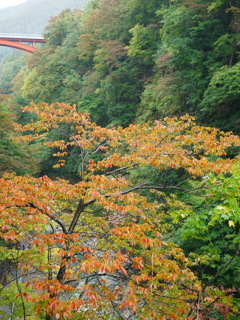 紅葉はまだ先