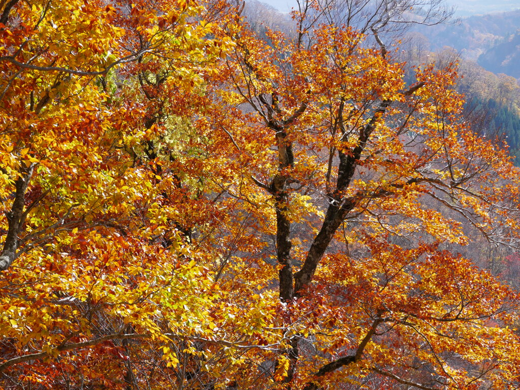 光映え　紅葉