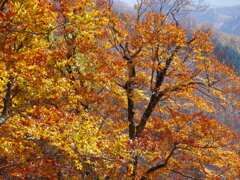 光映え　紅葉