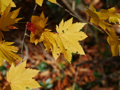 中秋紅葉