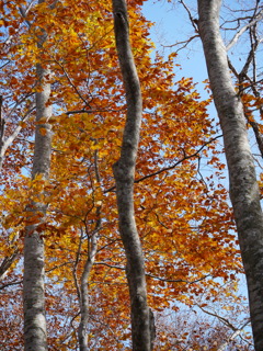 女神山　紅葉