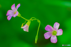 クローバーの花