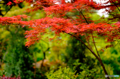春の紅葉