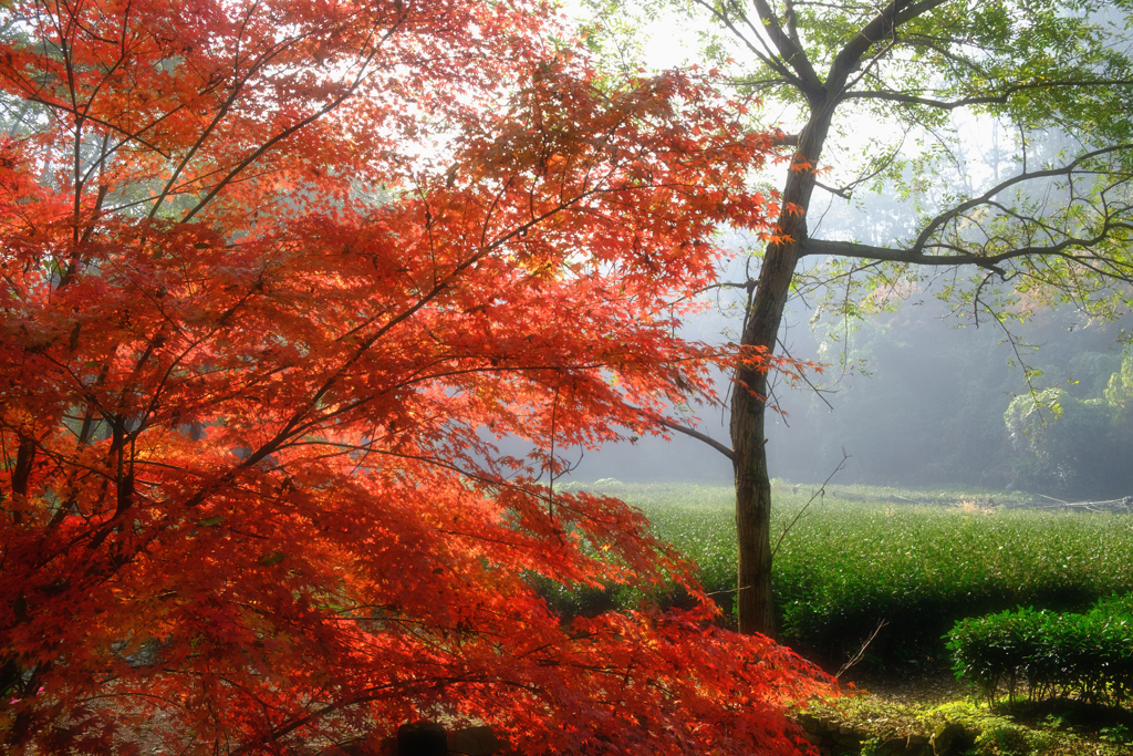 紅葉＆茶園