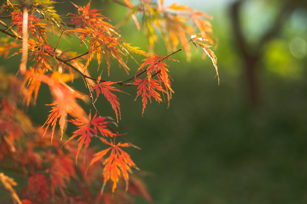 紅葉