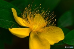 可愛い黄色花