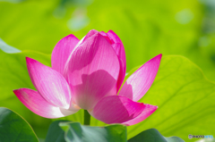 蓮花