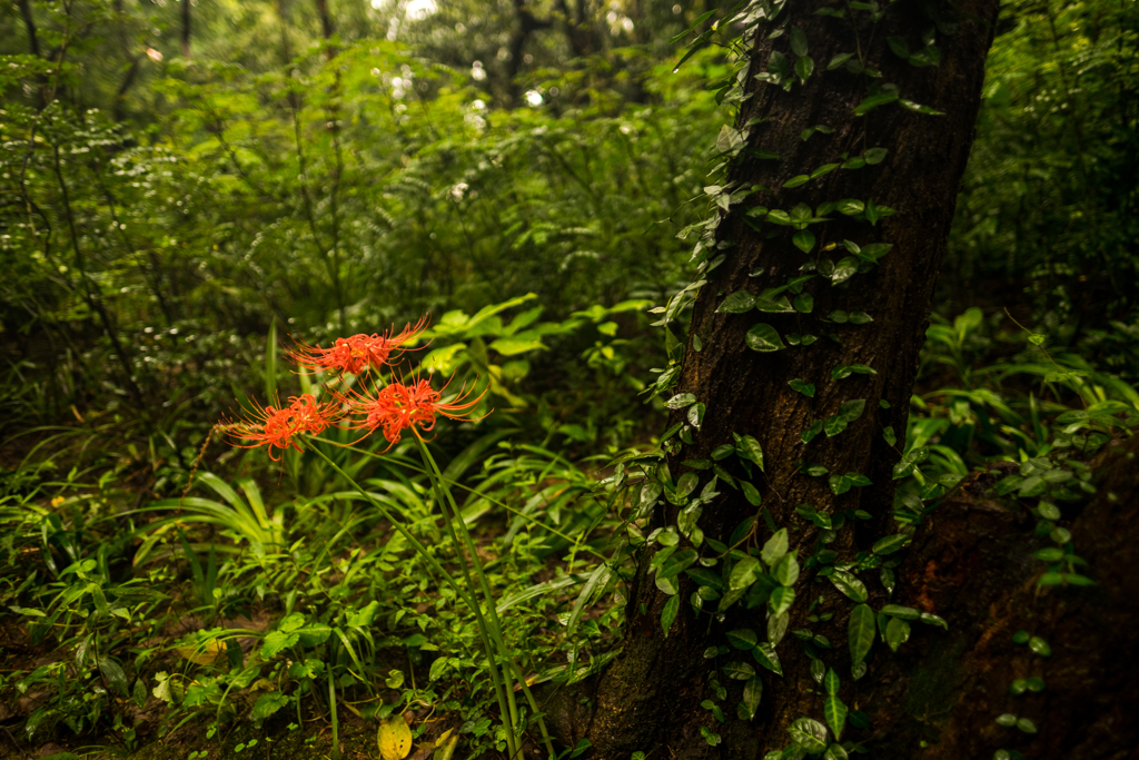 雨中の曼珠沙華