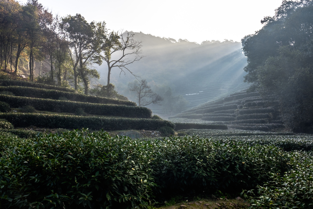 茶園の朝