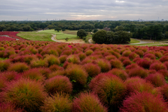 Flower Sea