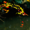 紅葉寸景＃2