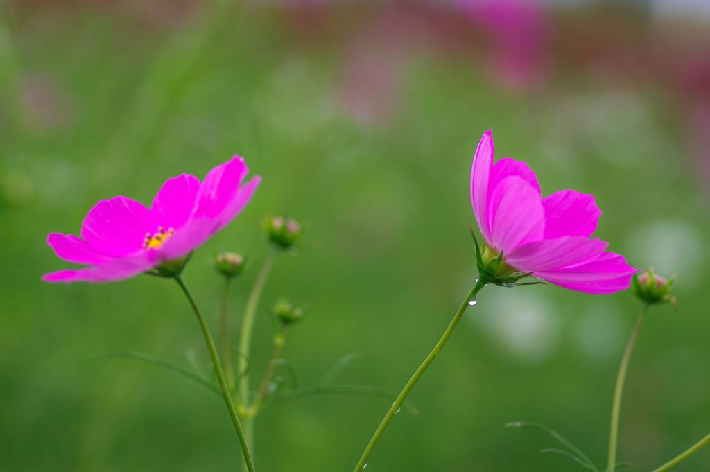 姉妹花