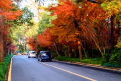 紅葉の道