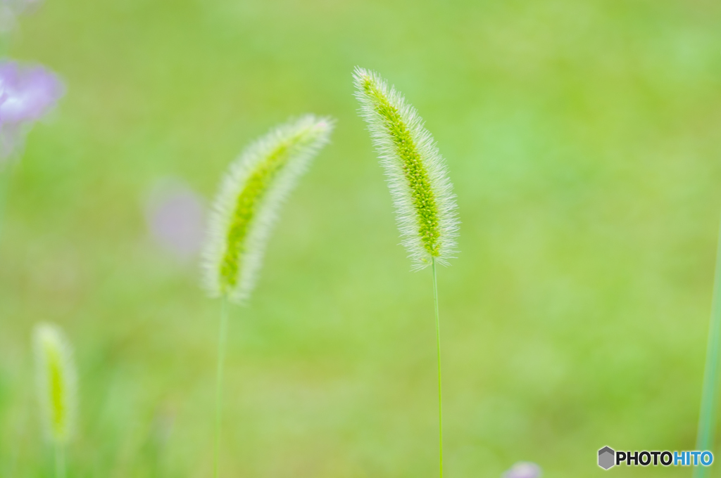 狗尾草