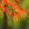 紅葉寸景
