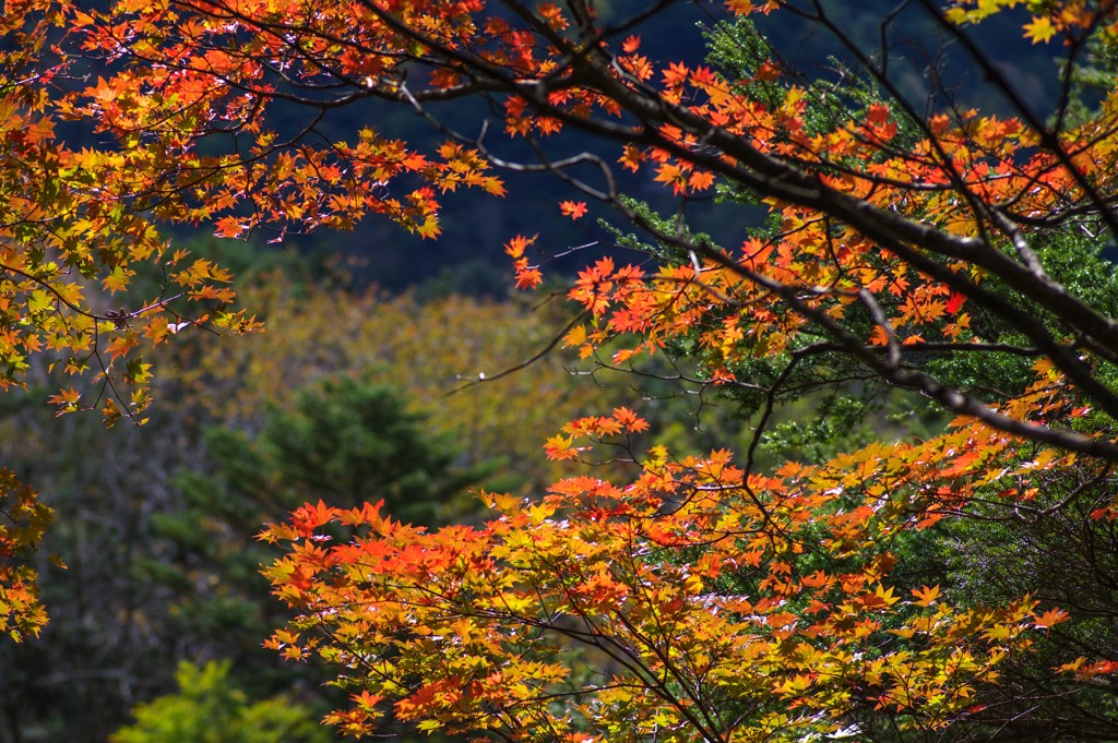 紅葉