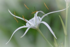 Spider lily