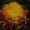 菊