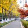 Colors street