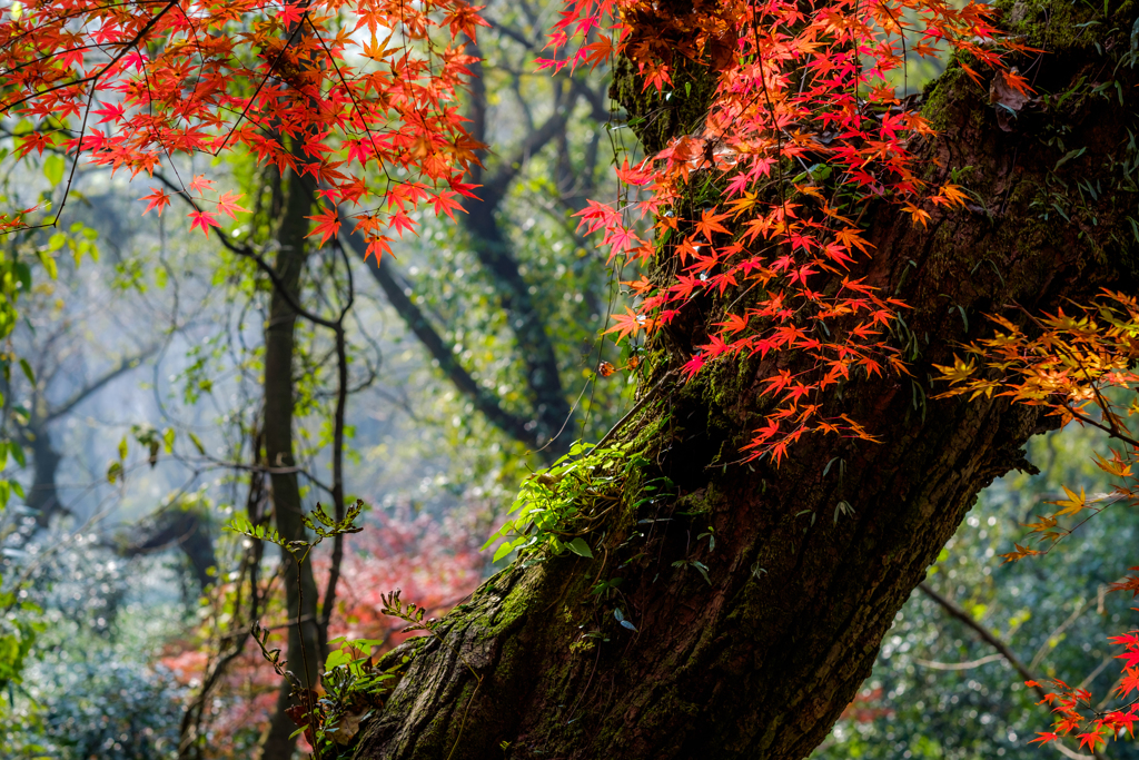 紅葉