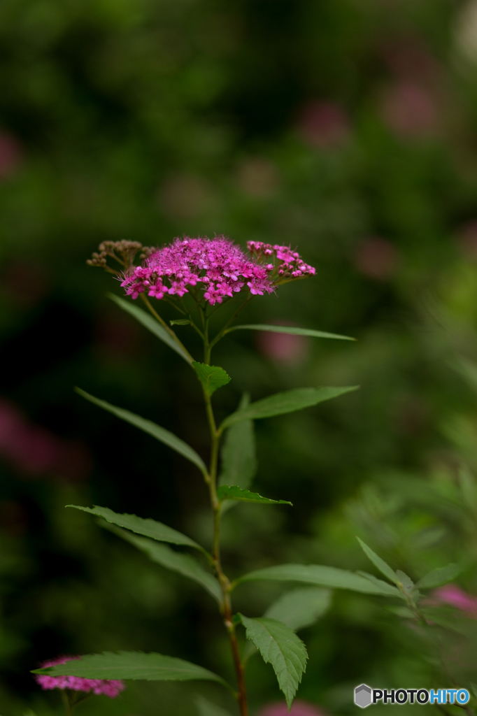 シモツケ花