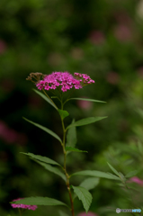 シモツケ花