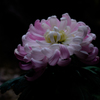 菊(pink)