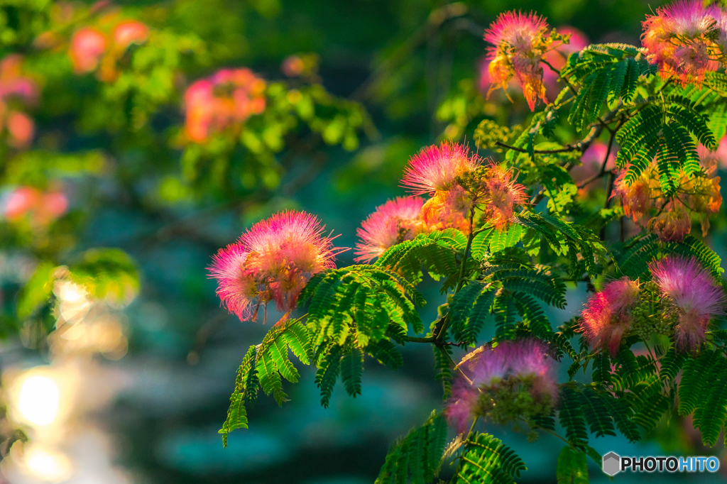 樹の花