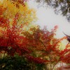 栖霞寺の紅葉