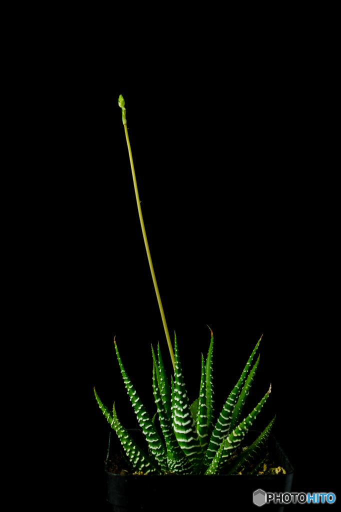 多肉植物