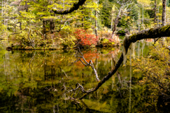 明神池の環境