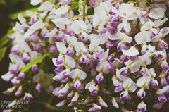 spring-wisteria-blossoms-XL[2]