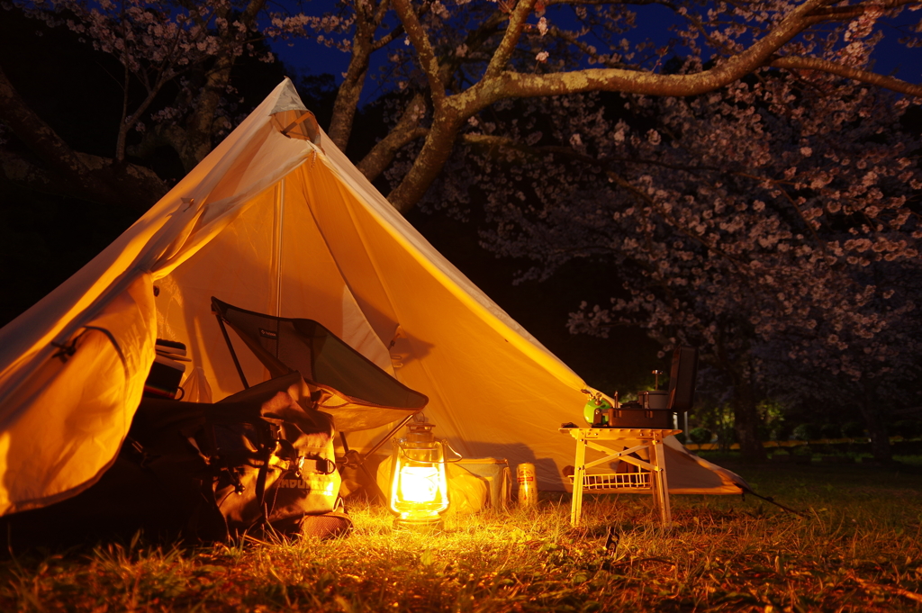 夜桜キャンプ