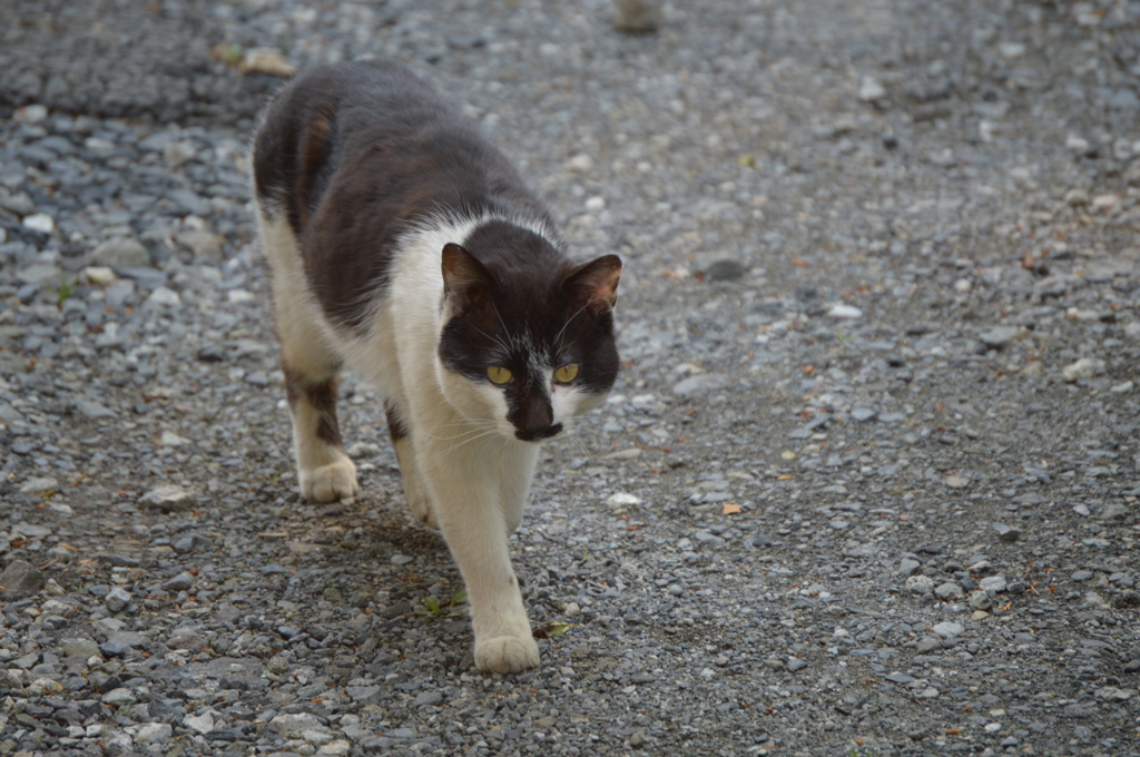 野良猫