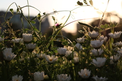 夕陽の花