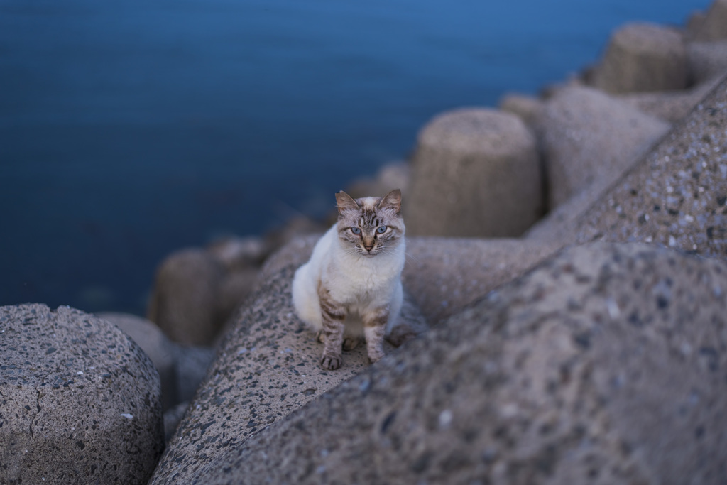 港猫