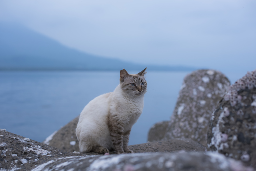 港猫