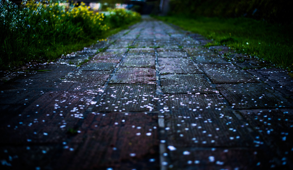 桜の花道