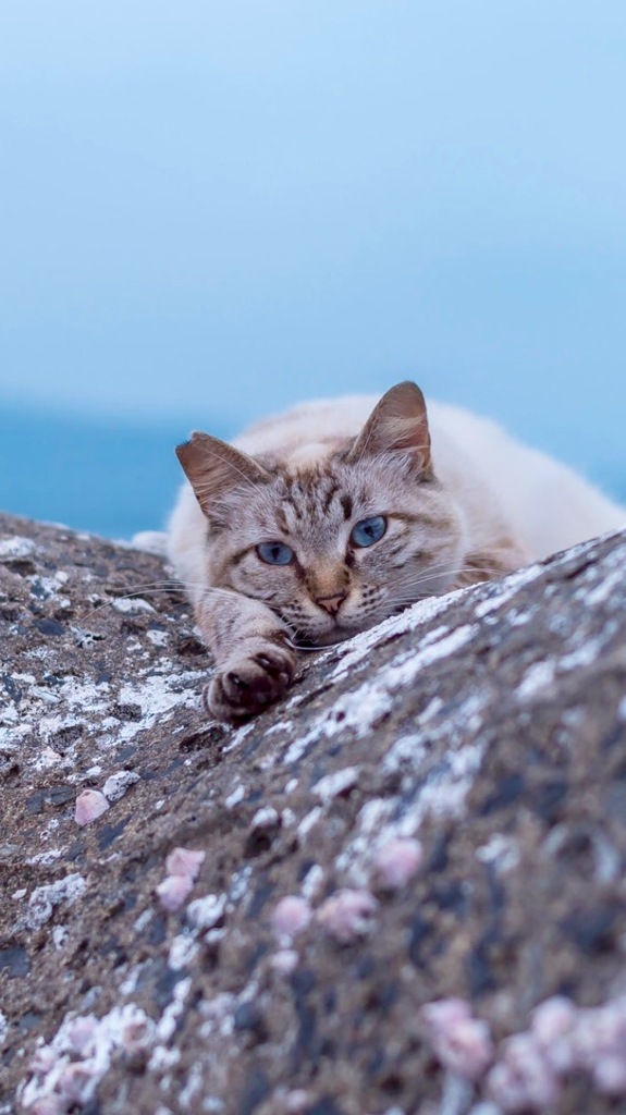 港猫