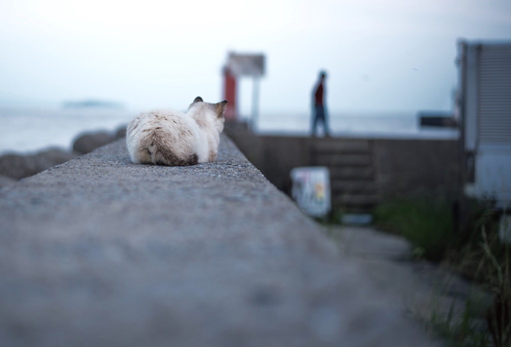 港猫
