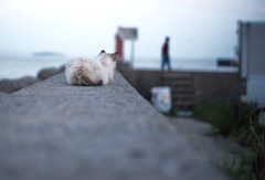 港猫