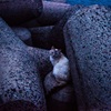 image港猫