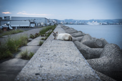 港猫