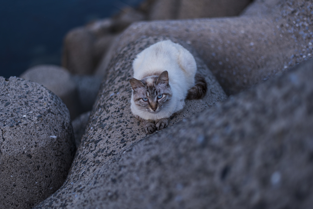 港猫