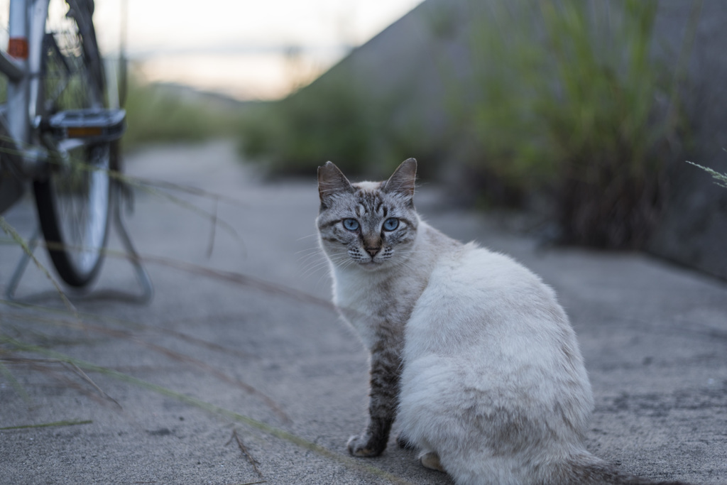 港猫