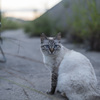 港猫