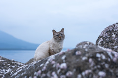 港猫