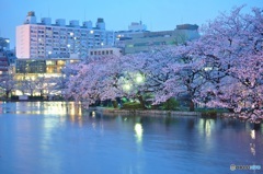 夜桜