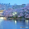 夜桜
