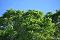 夏日和